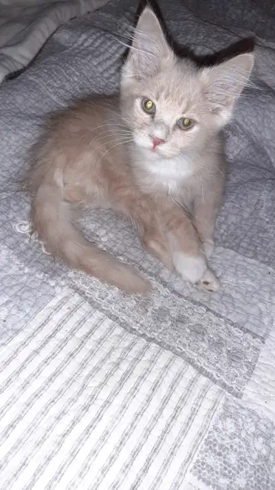 Gentil chaton mâle crème et blanc...très sociable ..., View more
