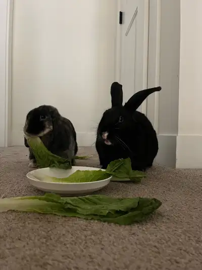 2 bunnies looking for loving home, View more