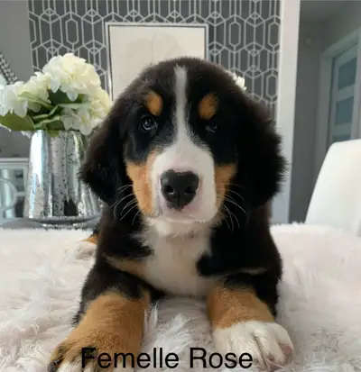 CHIOTS BOUVIER BERNOIS PURE RACE, View more
