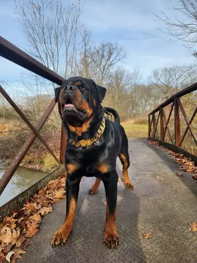 Pure Top Quality Rottweiler Puppies, View more
