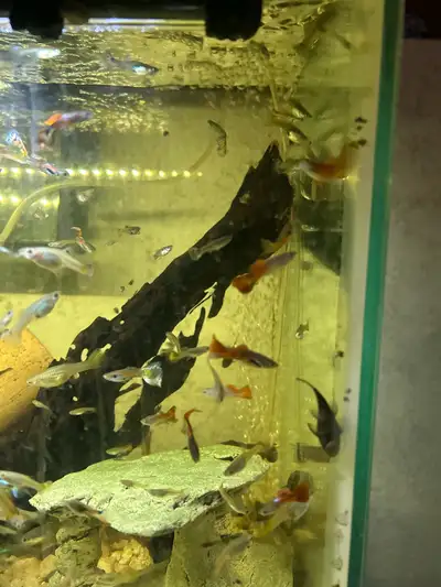 Assorted longfin guppies, View more