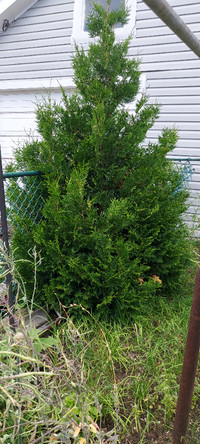 Live Cedar tree