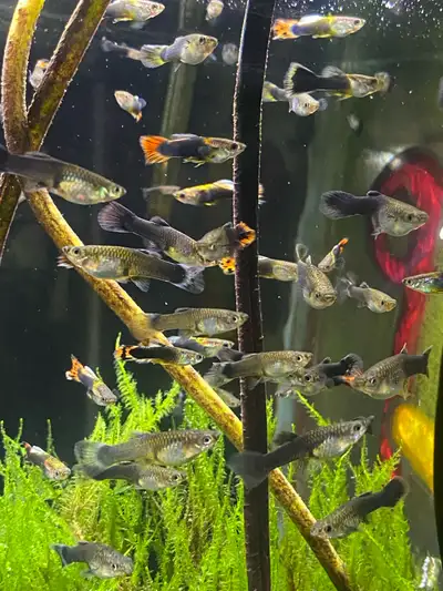 guppies for sale , View more