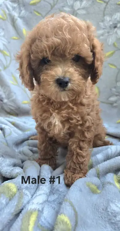 Teddy Bear Maltipoo Puppies Ready for their new homes, View more