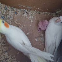 Pair cockatiel with one baby