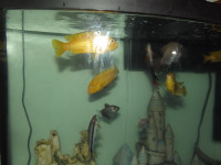Fish-chiclids large