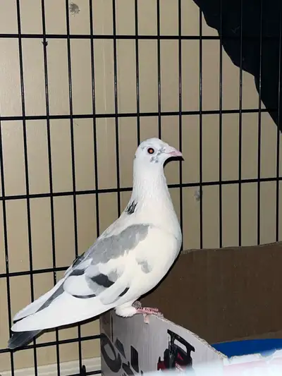 FREE - Female Pigeon, View more