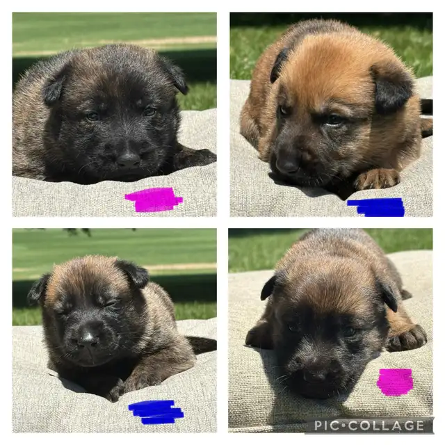 Malinois x Dutch Shepherd in Dogs & Puppies for Rehoming in Hamilton - Image 4