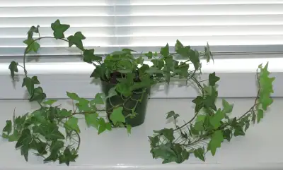 HOUSE PLANT - English Ivy, View more