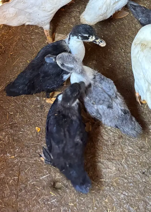 CALL DUCKS 3-4 Months old in Livestock in Owen Sound - Image 2