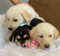 Puppies for rehoming
