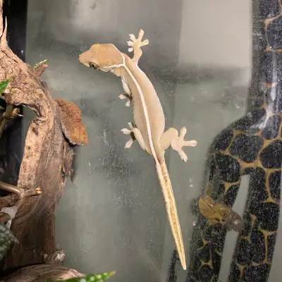 female white line geckos, View more