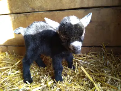 RESERVED--Registered Pygmy Buckling, View more