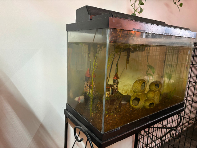 Axolotls and tank in Reptiles & Amphibians for Rehoming in Peterborough - Image 4