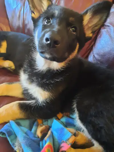 Adorable, Affection, beautiful little German Shepherd puppies. Ready to go to their forever home. Th...