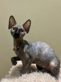 Quirky NaKid Sphynx Kittens 
