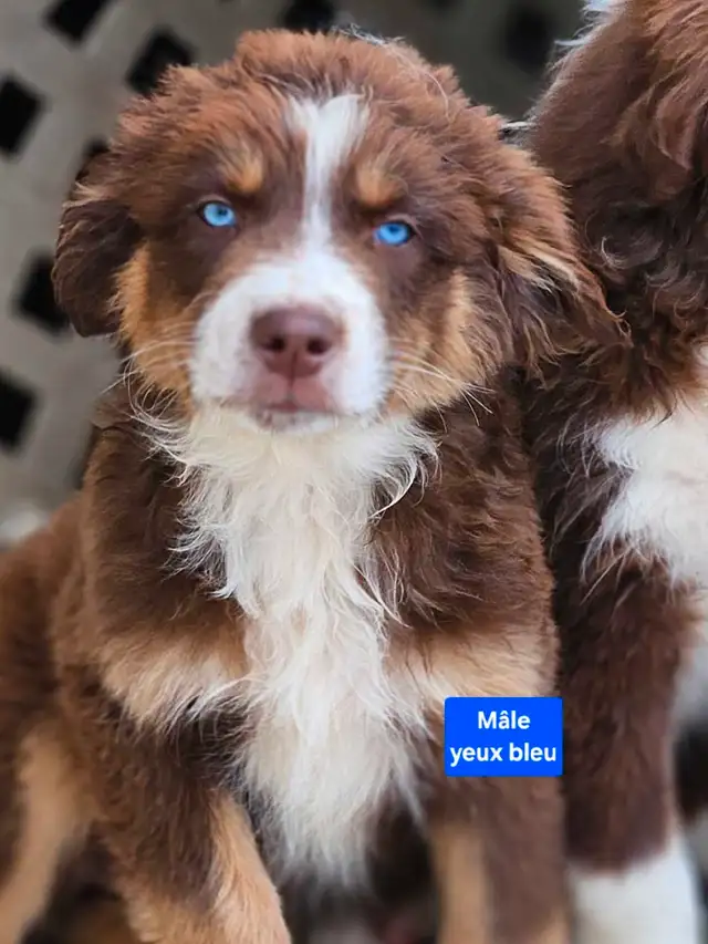 ^^Berger Australien^^ in Dogs & Puppies for Rehoming in Lanaudière - Image 5