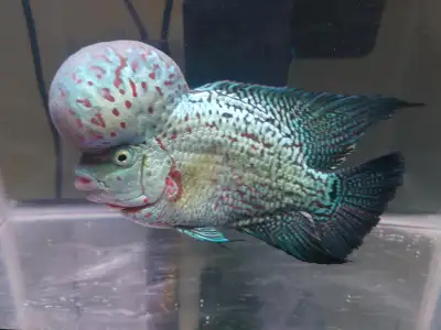 F2 Male  Kamfa Flowerhorn Cichlid, View more