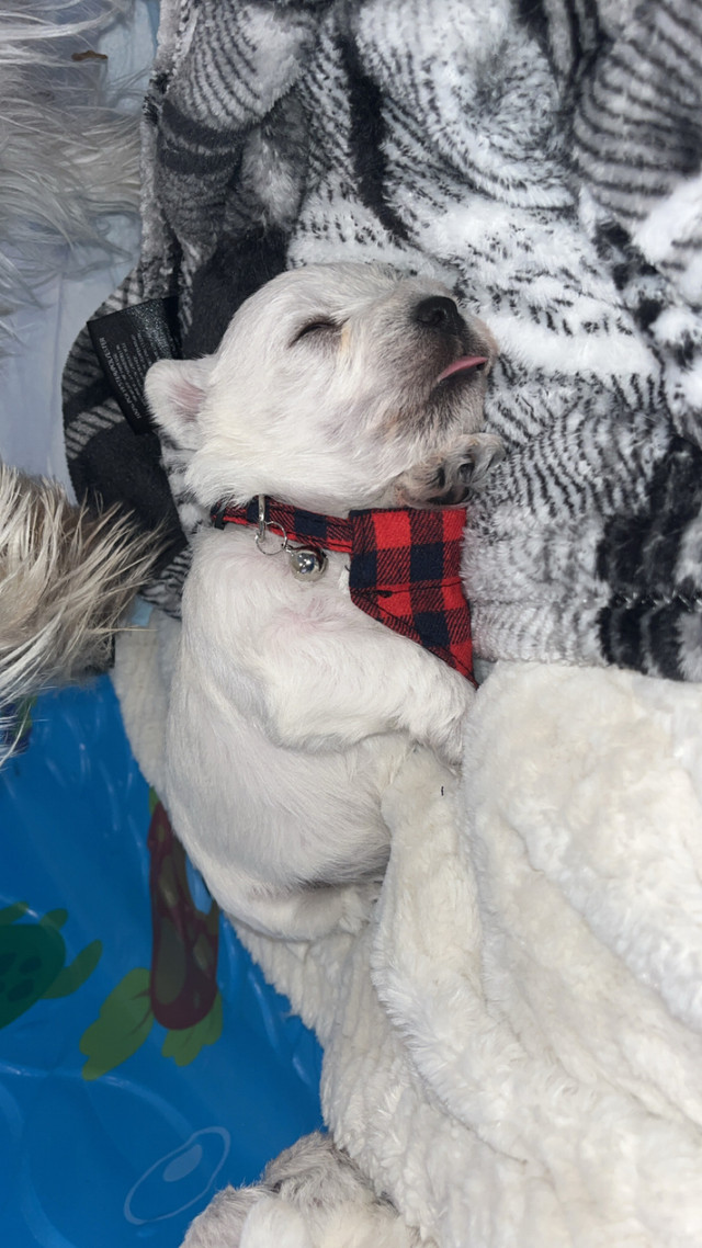 WEST HIGHLAND TERRIER PUPPIES♥️♥️♥️ FOR SALE in Dogs & Puppies for Rehoming in Moose Jaw - Image 2