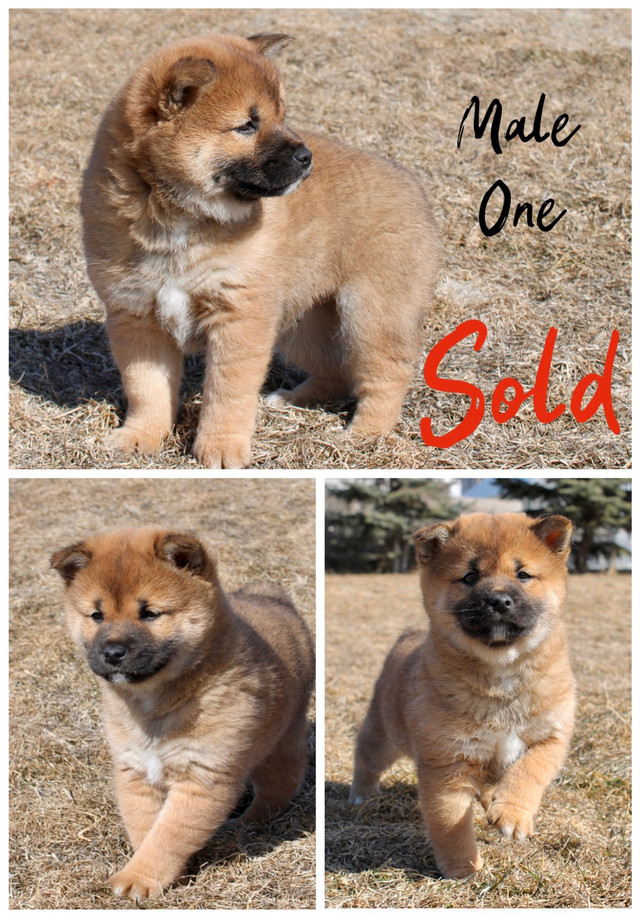 Shiba Inu puppies one left!! in Dogs & Puppies for Rehoming in Winnipeg - Image 3