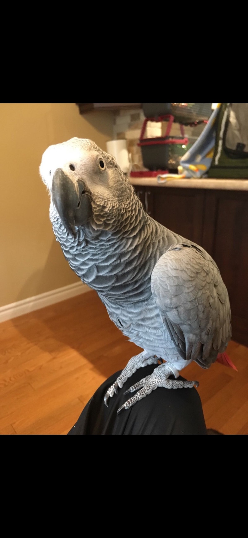 African Gray Birds for Rehoming Kapuskasing Kijiji