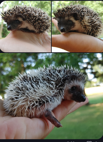 ❤️ Full masked baby girl hedgehog babies! Text to reply!!, View more