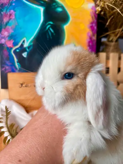 Bébé lapin Bélier Hollandais Purs Stérilisé(kit départ inclus +, View more