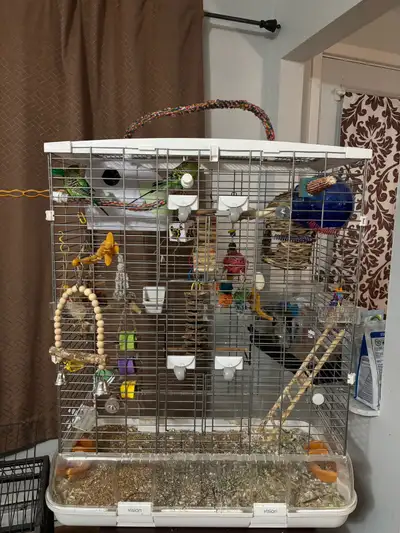 Couple de perruches avec cage, View more