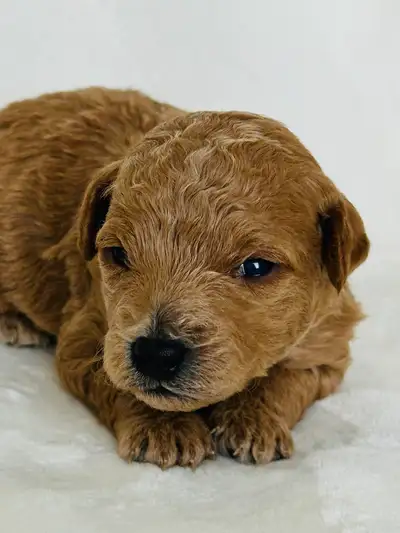 Mini Goldendoodles, View more