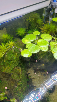 Amazon frogbit