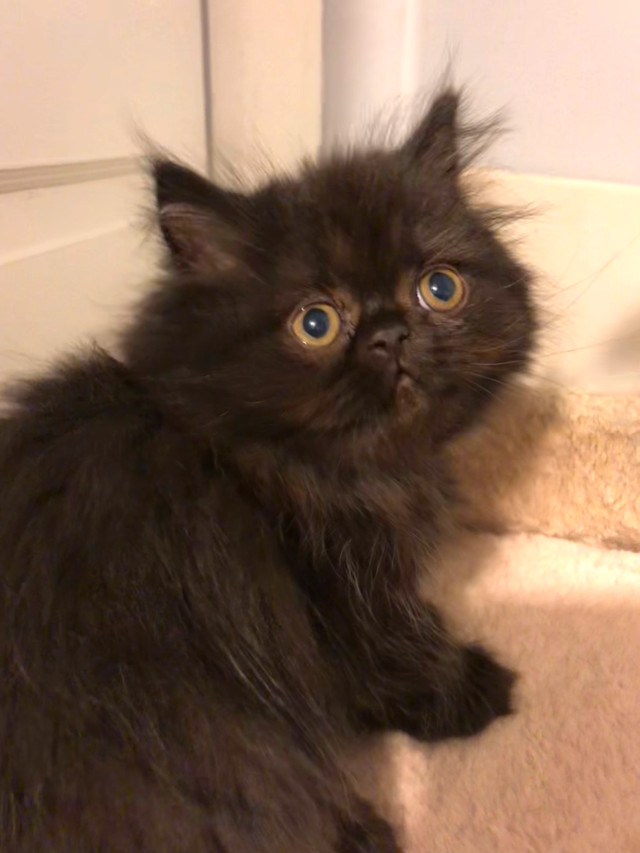 Persian Doll face black kittens in Cats & Kittens for Rehoming in Moncton