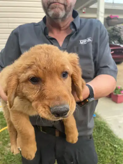 PUREBRED GOLDEN RETRIEVER  PUPPIES in St Paul, AB - ready now, View more