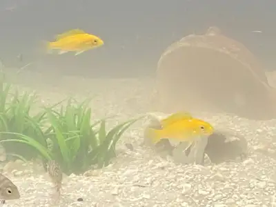 Per 6 pack $30 Yellow Lab African mbuna Malawi Cichlids Per 6 pack Convicts Central American cichlid...