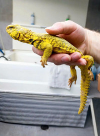 Yellow uromastyx 