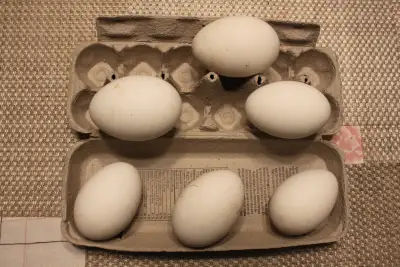 Goose hatching eggs for sale, View more