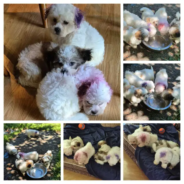 ♥️ READY  5 SWEET  MALTESE/SHIH TZU  PUPPIES ♥️ in Dogs & Puppies for Rehoming in Cowichan Valley / Duncan - Image 7