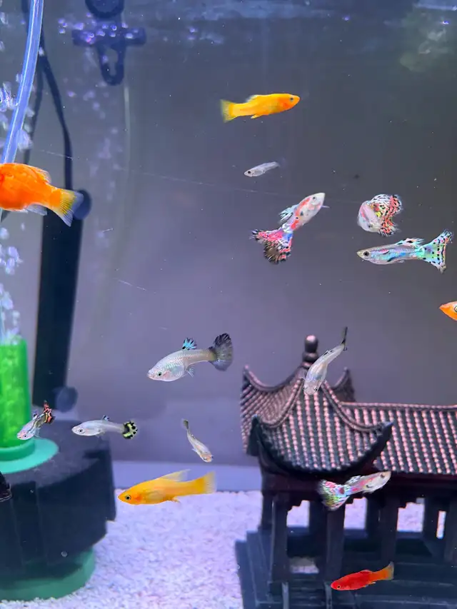 mollies and guppies  in Fish for Rehoming in Richmond - Image 2