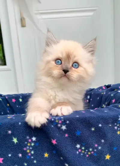 Magnifique Chatons Ragamuffin. Le père est un Ragdoll pur race enregistré et la mère une magnifique...