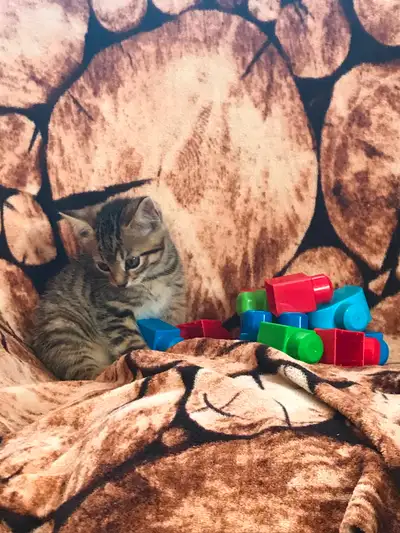 Cute Kittens looking for a new home, View more