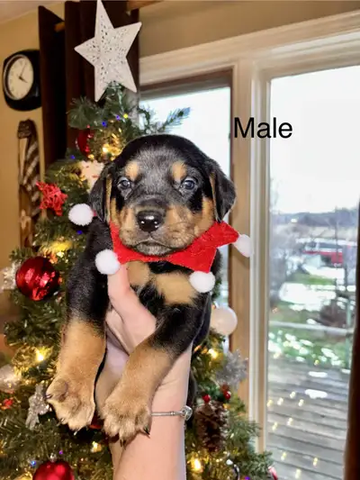 Rottweiler x Treeing Walker Coonhound, View more