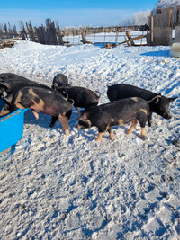 Butcher hogs for sale