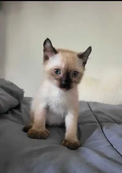 magnifique chatton highland lynx pure race , View more