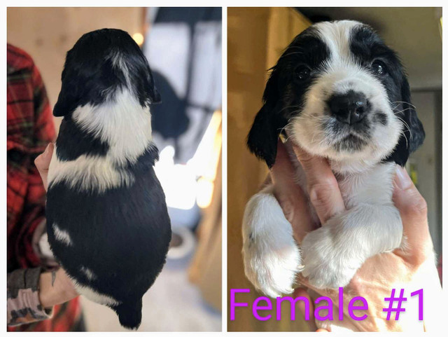 Pure bred Springer Spaniel Puppies  in Dogs & Puppies for Rehoming in Trenton