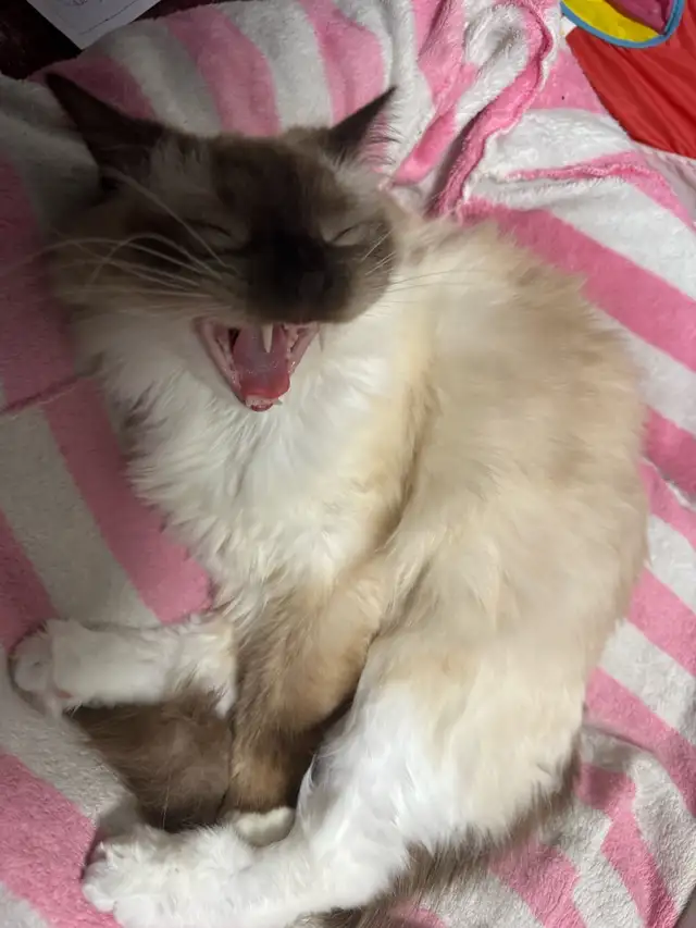 3 Year Old Male Ragdoll for Rehoming