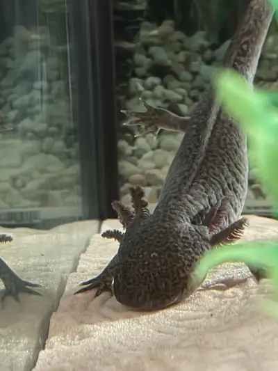 Axolotl for rehoming, View more