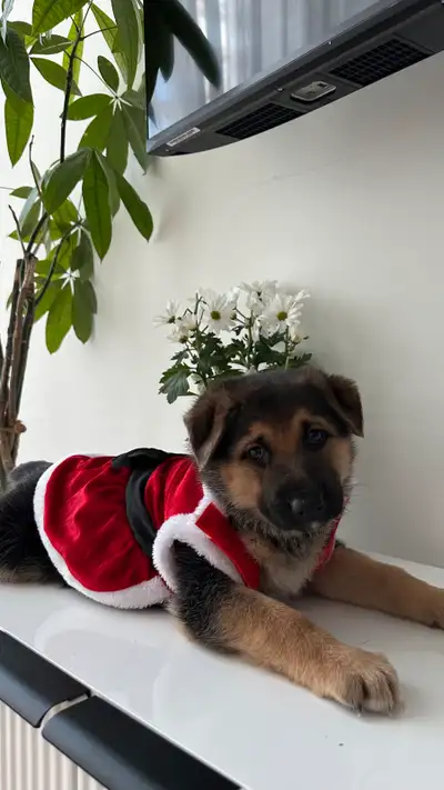 German Shepherd Puppies – Ready June 9!, View more