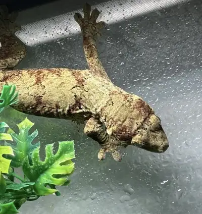 Looking to Trade Male RTB PI Chahoua, View more