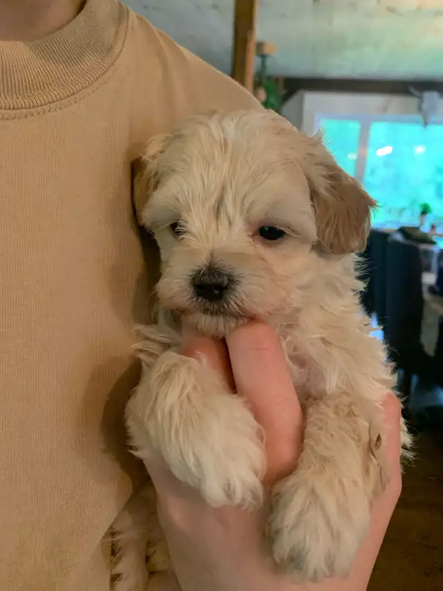 Maltipoo ( Maltese x Poodle ) NO SHEDDING ❤️ in Dogs & Puppies for Rehoming in Gatineau - Image 4