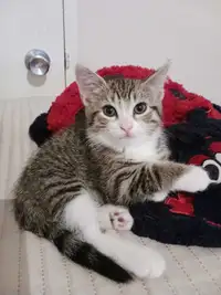 Kitten looking for loving Home 