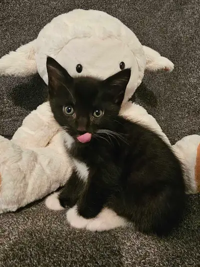 Kittes for rehoming, View more